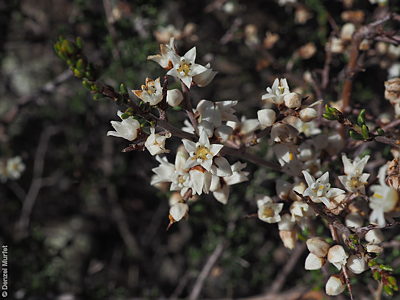 Cryptandra setifera flower DEM8913 Pilepudla Reserve